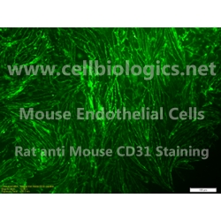 CD1 Mouse Primary Bone Marrow-Derived Endothelial Cells
